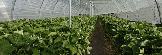 Durasol Greenhouse Film — Solplast