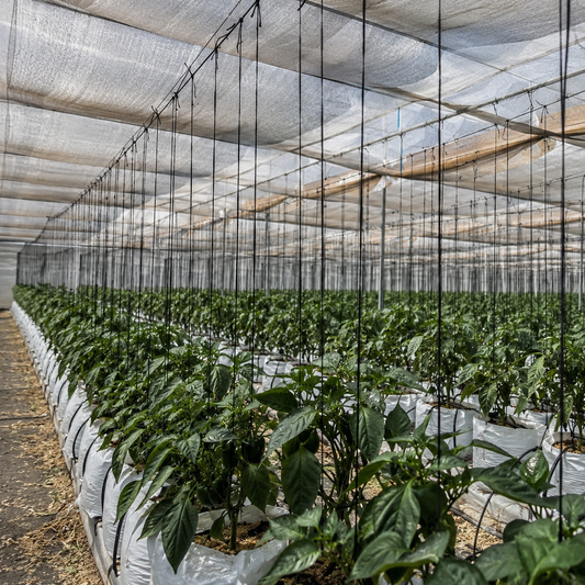 Agricultural Raffia for Trellising — GD Plastics